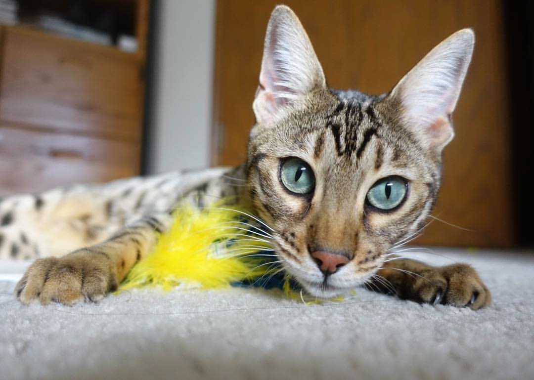 “意甲战火重燃,球队拼尽全力冲锋陷阵”,意甲阵容