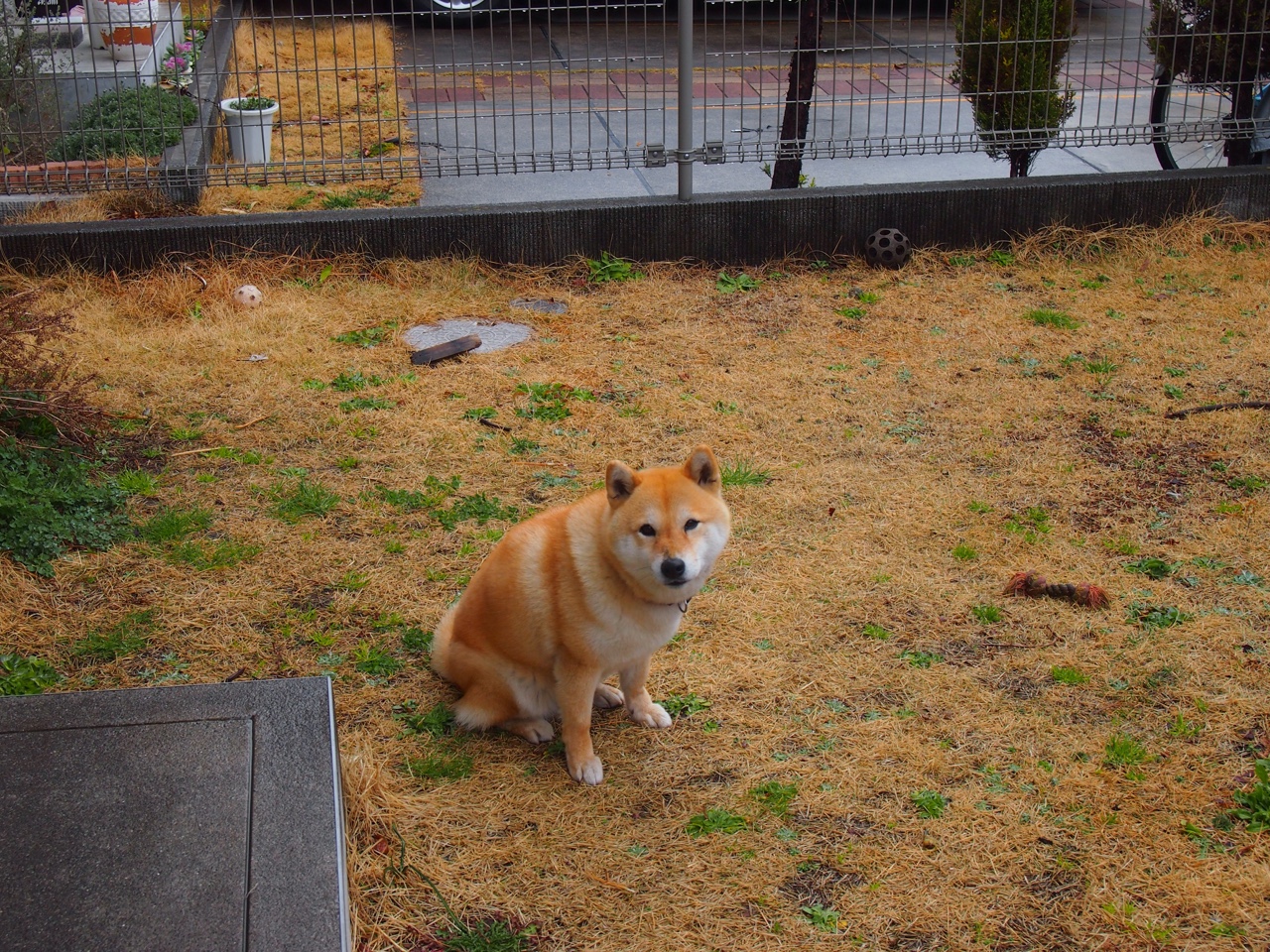 世界足球“梦之队”在欧冠的辉煌时刻,梦之队冠军x球员