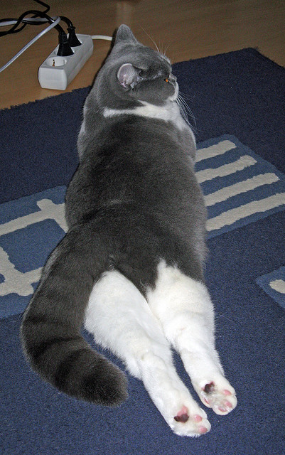 详细阅读:伊朗马术协会推出马匹健康管理系统,提升马匹福利。,伊朗 马赛克 伊朗马术协会推出马匹健康管理系统,提升马匹福利。,伊朗 马赛克