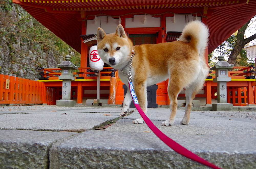 英超:布莱顿1-1战平狼队,比赛悬念逐渐升高,布莱顿对狼队分析