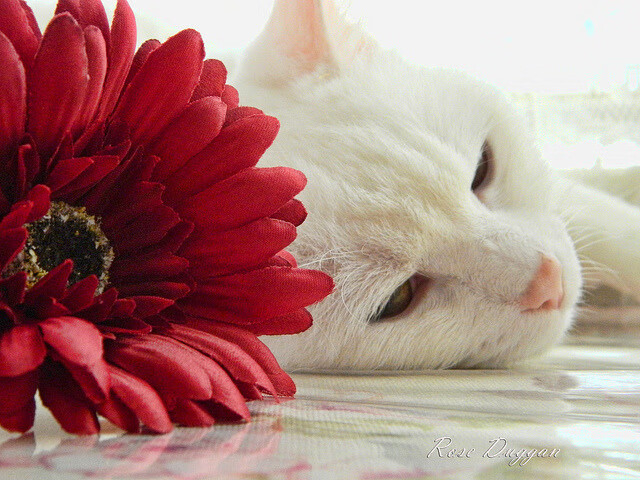 威尔士队实力堪称一绝！欧洲杯预选赛全面引爆！，欧洲杯 威尔士队