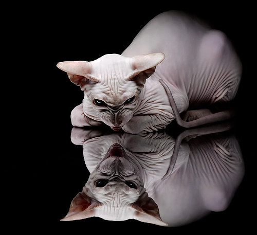 电竞主播内容差异化定位与个性化营销策略，电竞主播内容差异化定位与个性化营销策略的关系