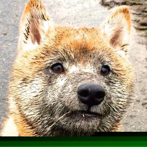 电竞主播内容版权保护法律问题及多平台管理实践探讨,电竞内容授权包括