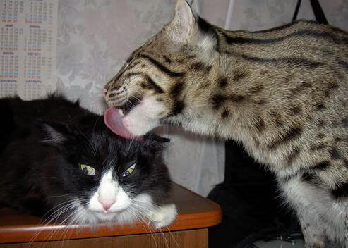 联赛观赏性是否应纳入球队综合评分标准，联赛观赏性是否应纳入球队综合评分标准中