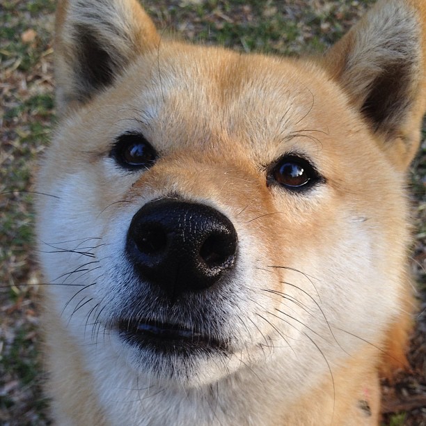 五大联赛主力前锋连续进球对比赛心理影响分析,5大联赛进球榜