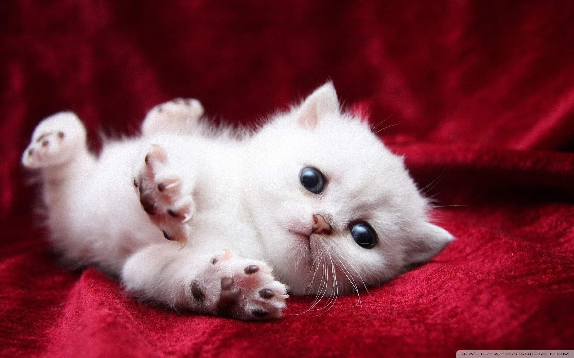 体育新闻中心协办国内首个体育传播信用评价体系,体育新闻公司