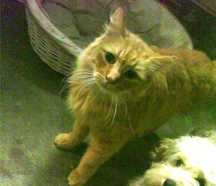 详细阅读:埃及乒乓队未来发展:打造更具竞争力的赛事体系,埃及乒乓球团体 埃及乒乓队未来发展:打造更具竞争力的赛事体系,埃及乒乓球团体