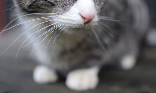 详细阅读:广东队利用错位制造机会频繁得分,广东队位置 广东队利用错位制造机会频繁得分,广东队位置