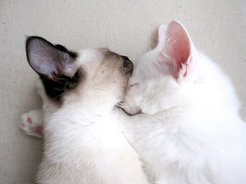 篮球联赛季后赛争夺战火热，篮球比赛季后赛