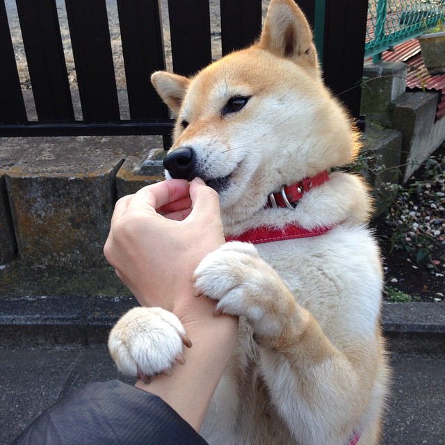 美澳后半程爆发 中队接力惜败，美澳再现大面积网络瘫痪