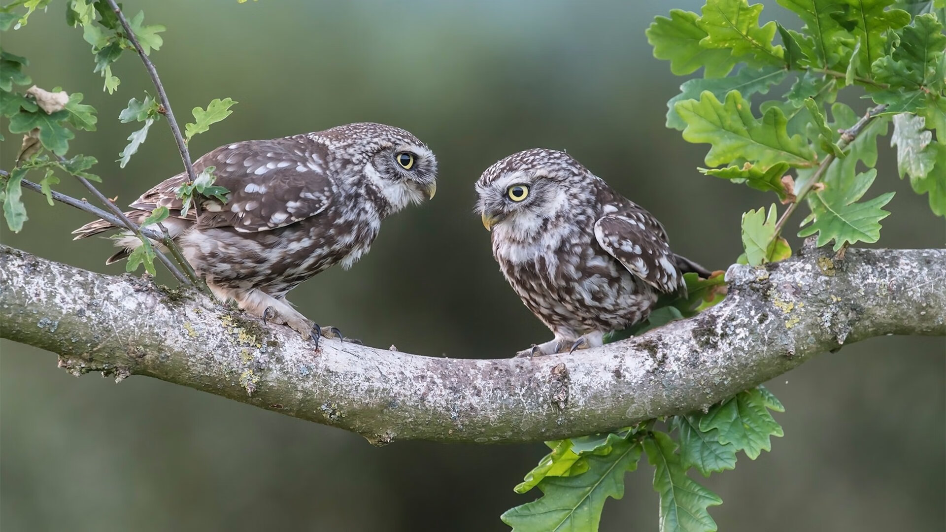 青训球员留学通道缺乏配套扶持政策,青训球队