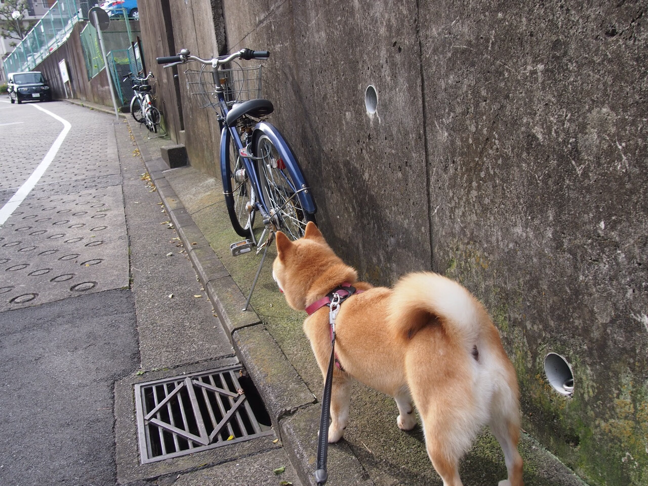 德甲激烈争夺:攻防兼备,惊喜不断,德甲争四