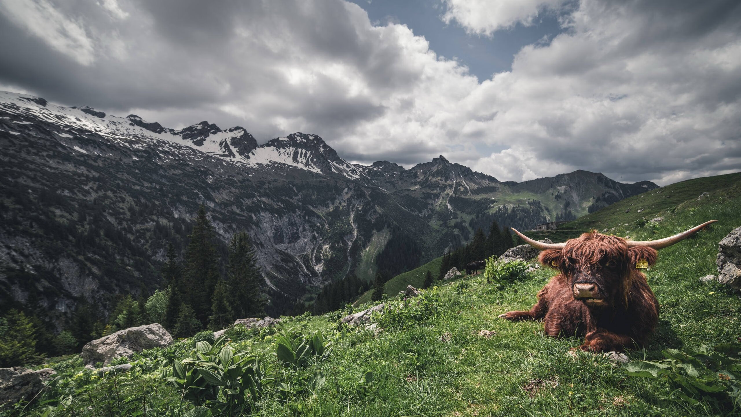 湖人连续三场篮板压制对手优势明显，湖人篮板排名